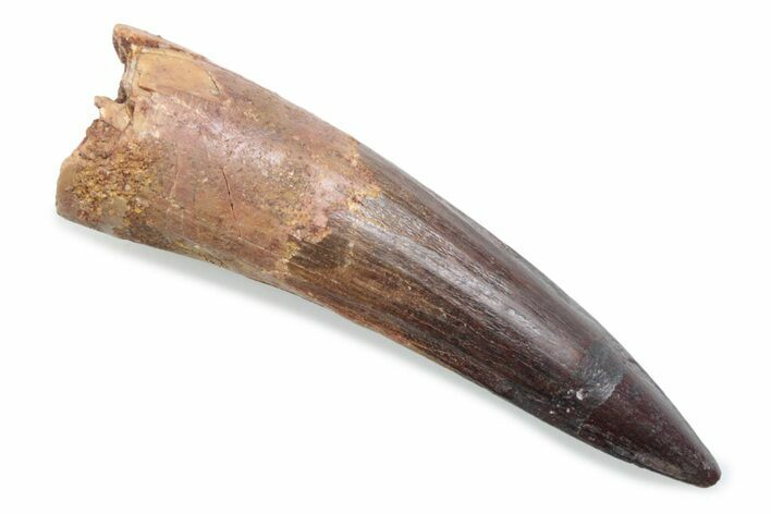 Fossil Spinosaurus Tooth - Real Dinosaur Tooth #370536
